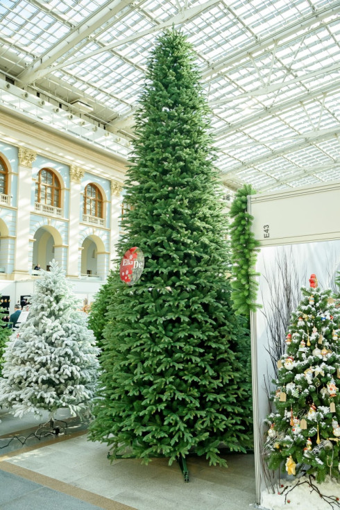 Стволовая ель «Алтайская» 3.5-6 метров